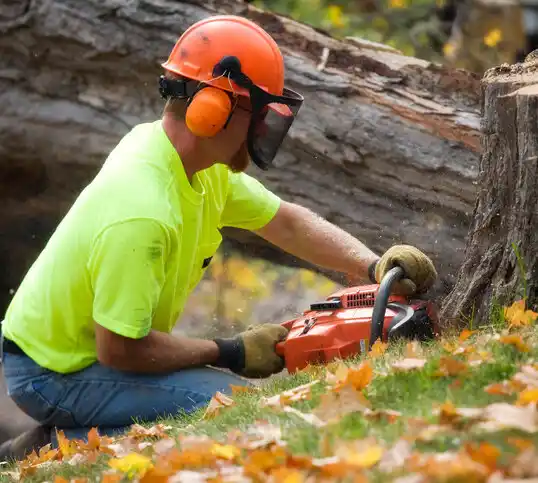 tree services Tupelo